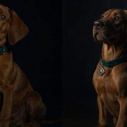 Netflix revela versão em carne e osso de Scooby-Doo em nova série