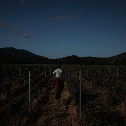 Vales da costa chilena atraem fãs de vinho e natureza