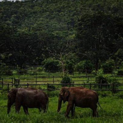 Justiça determina transferência do elefante Baby do Beto Carrero para santuário em MT