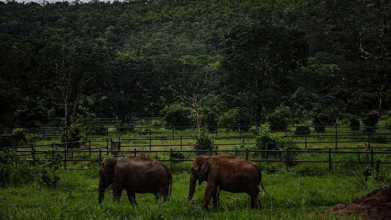 Elefantas no Santuário de Elefantes Brasil, em Chapada dos Guimarães (MT)