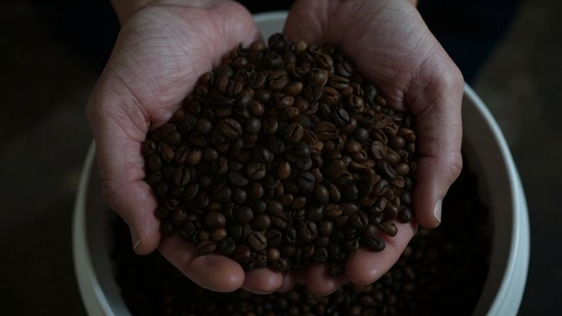 Produtor segura grãos de cagé robusta em plantação no Espírito Santo