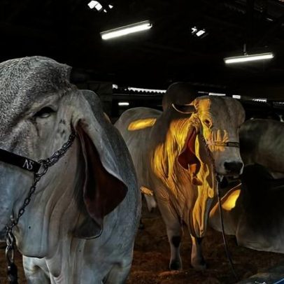 China reconhece Brasil como livre da febre aftosa