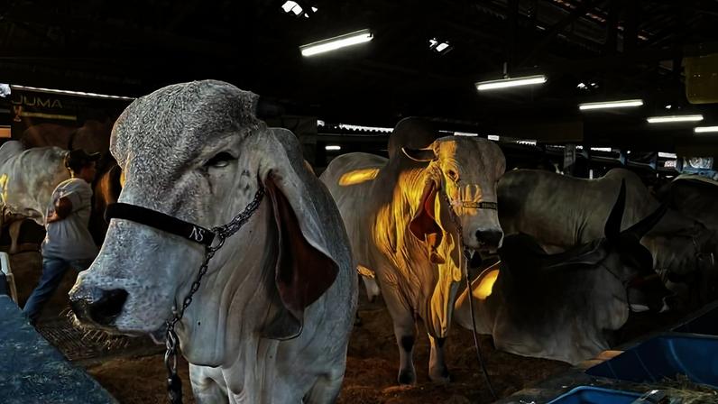 Vários bois da raça Nelore estão em um curral coberto com teto de madeira e iluminação artificial. Um boi branco com focinheira preta está em primeiro plano à esquerda, enquanto outros bois estão ao fundo, alguns amarrados e descansando sobre cama de palha.