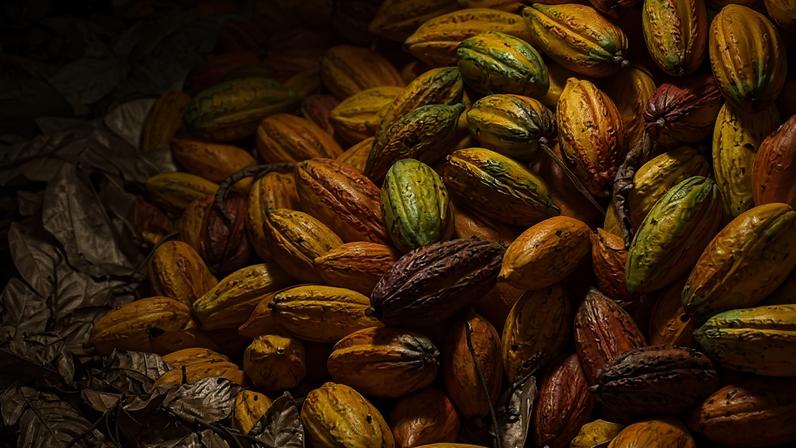 Diversos frutos de cacau maduros em tons de amarelo, laranja, verde e vermelho estão empilhados sobre folhas secas marrons no solo.