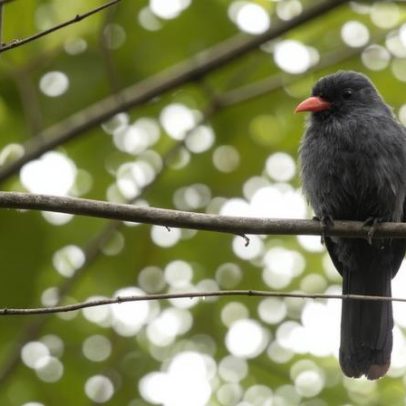 Ave pequena no alto das árvores é a chave da internet da mata