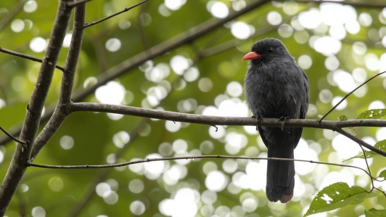 O chora-chuva-preto (Monasa nigrifons), espécie de pássaro que mais reverbera alertas sobre predadores na floresta amazônica