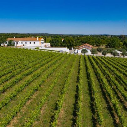 Vinho português pode superar argentino com redução de impostos no Brasil
