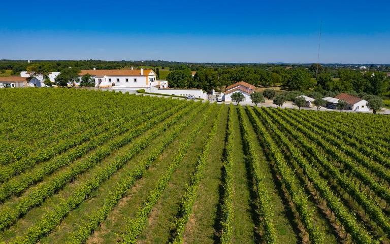 Vinhedos da Adega Cartuxa, em Évora (Portugal)