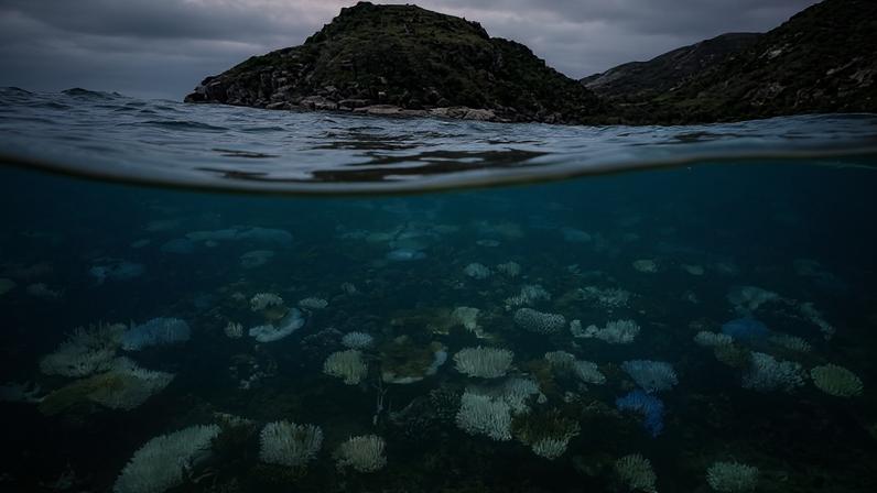 Último El Niño, ocorrido entre 2023 e 2024, causou branqueamento em massa de corais, devido ao aquecimento do oceano; na foto, corais branqueados e mortos na Grande Barreira de Corais, Austrália