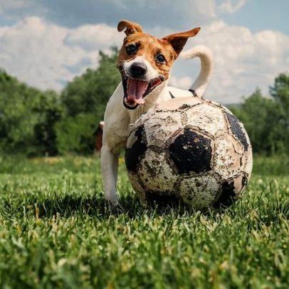 Como proteger cães e gatos do barulho durante a Copa