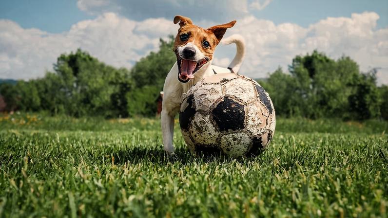 Cachorro brinca com bola de futebol
