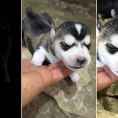 Cantor viraliza ao revelar cruzamento entre husky siberiano e dachshund