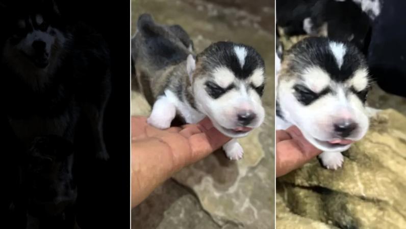 Filhotes de husky com cão salsicha viralizam e surpreendem milhões nas redes