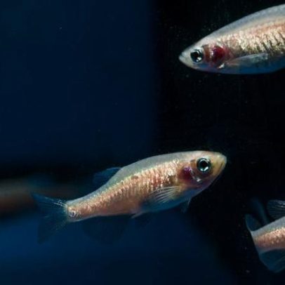 Peixes dormem como humanos e tiram cochilos, estudo revela
