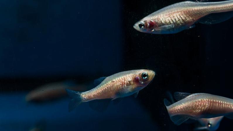 Peixes-zebra têm quatro subestados de sono, segundo estudo