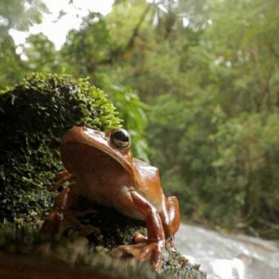 Privação de água aumenta vulnerabilidade de anfíbios a fungo letal