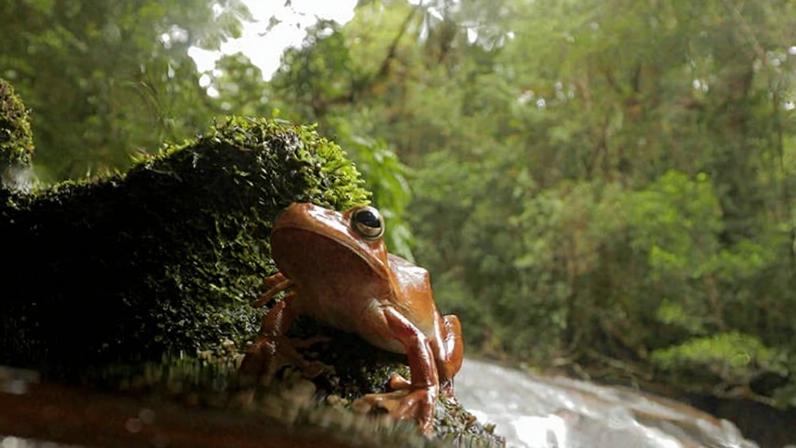 Sapo-martelo (Boana faber) em área próxima a richo no Parque Estadual da Serra do Mar, em São Luiz do Paraitinga (SP), em novembro de 2024