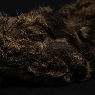 Leões-das-cavernas eram espécie distinta dos felinos atuais