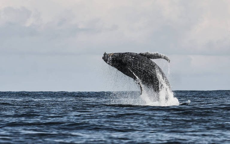 Baleia-jubarte salta na região da praia do Borrifos, no sul de Ilhabela; temporada de passagem dos enormes animais pelo litoral norte paulista vai de maio a agosto