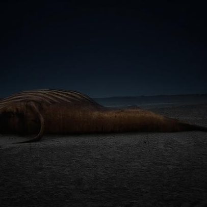 Baleia Timmy, resgatada na Alemanha, encontrada morta na Dinamarca, era fêmea