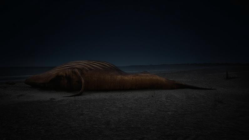 Corpo da baleia-jubarte Timmy na costa da ilha de Anholt, na Dinamarca, antes da necropsia