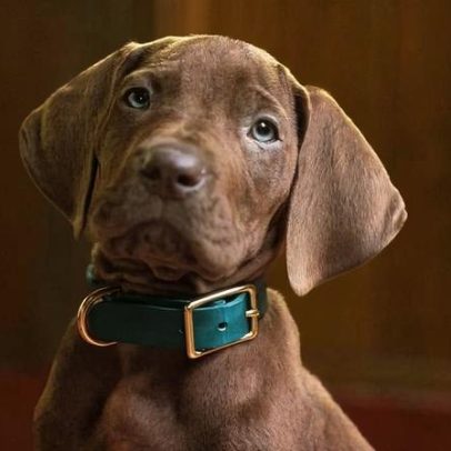 Primeira imagem de Scooby-Doo em nova série com atores chega à Netflix
