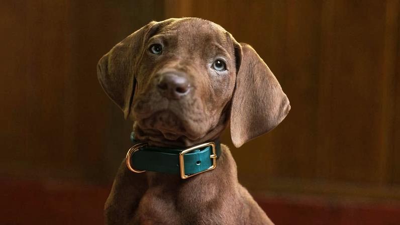 Imagem de 'Scooby-Doo: A Origem'