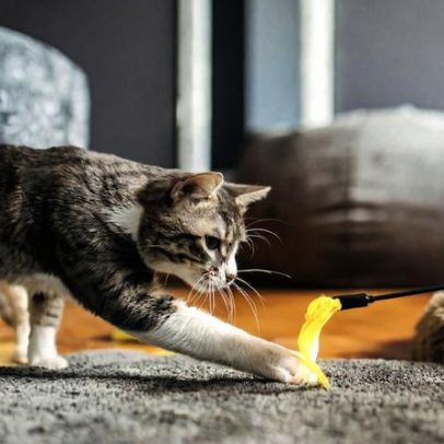 Medicina veterinária e ciência do comportamento ajudam a entender enigmas felinos