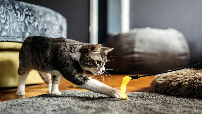 Gato cinza com listras brancas estica a pata dianteira para alcançar brinquedo de penas coloridas segurado por uma mão. Ambiente interno com tapete cinza, almofada marrom e sofá ao fundo.