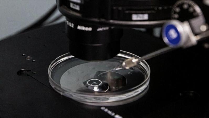 Uma placa de Petri contendo esperma doado em uma clínica de fertilização in vitro em Nova York