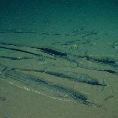 Cientistas encontram cemitério de baleias nas profundezas do oceano Índico