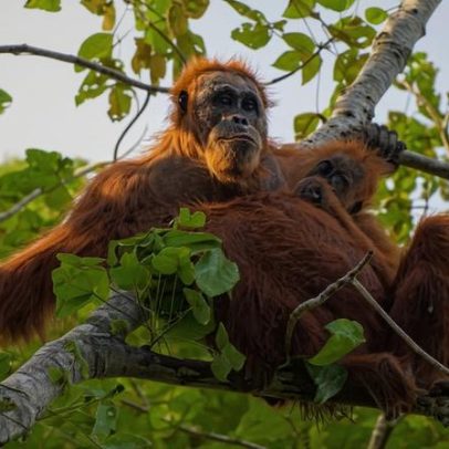 58 orangotangos raros morrem em deslizamentos e enchentes na Indonésia