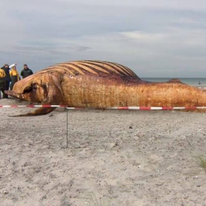 Baleia Timmy encontrada morta na Dinamarca será convertida em biodiesel