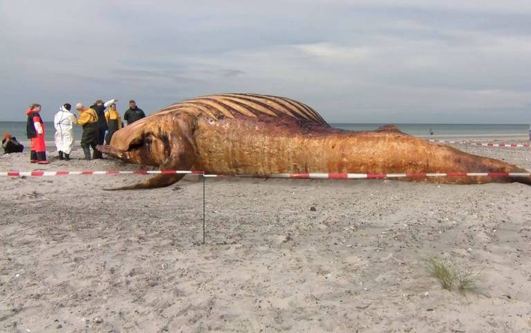 A baleia Timmy, que encalhou na Alemanha e foi encontrada morta na Dinamarca, passa por autópsia na ilha dinamarquesa de Anholt