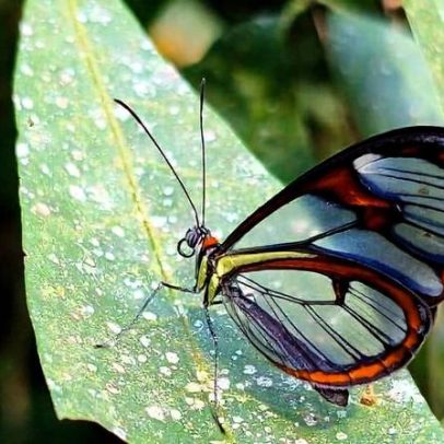 Borboleta-asa-de-vidro é avistada em parque estadual de Niterói