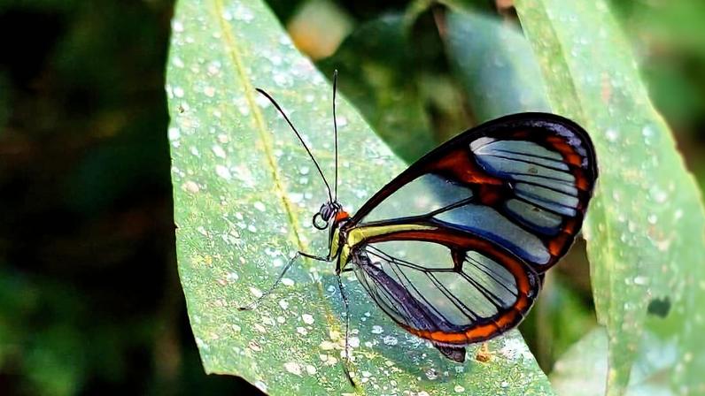 Borboleta-asa-de-vidromé vista no Parque Estadual da Serra da Tiririca, em Niterói