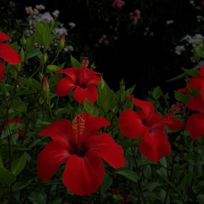 Guia prático de cultivo de hibisco em casa