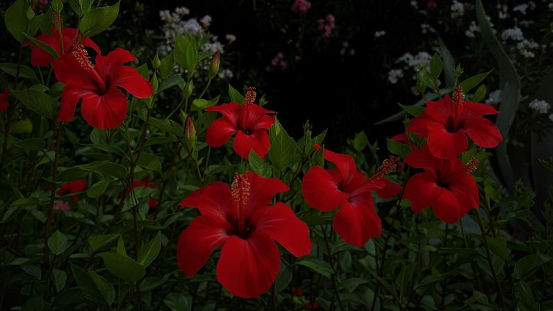 Seis flores vermelhas de hibisco em destaque, cercadas por folhas verdes. Ao fundo, outras flores rosas e brancas em arbustos sob luz solar.