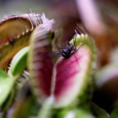Cientistas revelam como funciona armadilha de planta carnívora