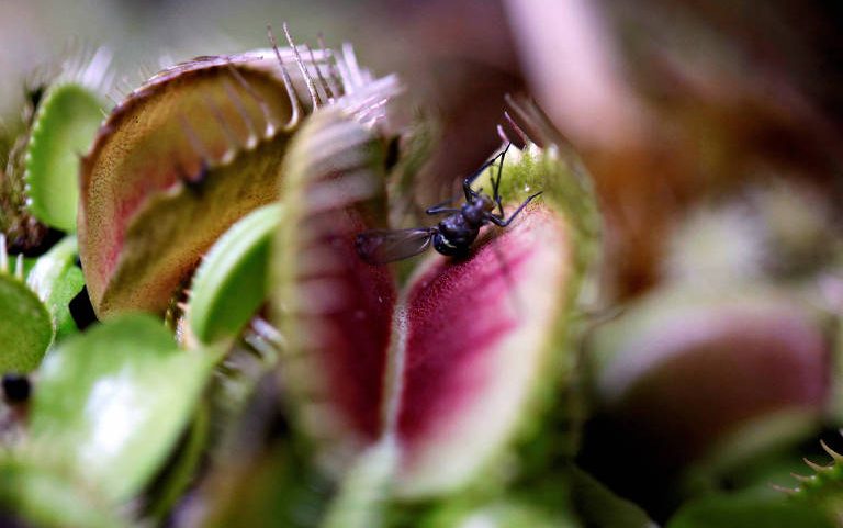 Inseto cai em armadilha de planta carnívora em Bogotá, na Colômbia