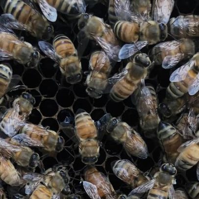 Abelhas operárias constroem 'palácio' que pode influenciar rainha