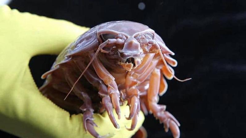 Pesquisador chinês segura crustáceo do gênero Bathynomus, capaz de passar até cinco anos sem se alimentar