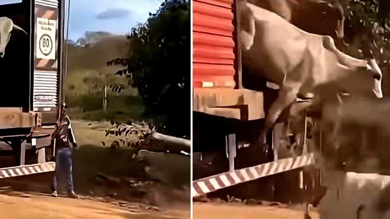 Caminhão com carroceria aberta descarrega bois em estrada de terra. Dois bois saem do veículo enquanto uma pessoa observa ao lado.