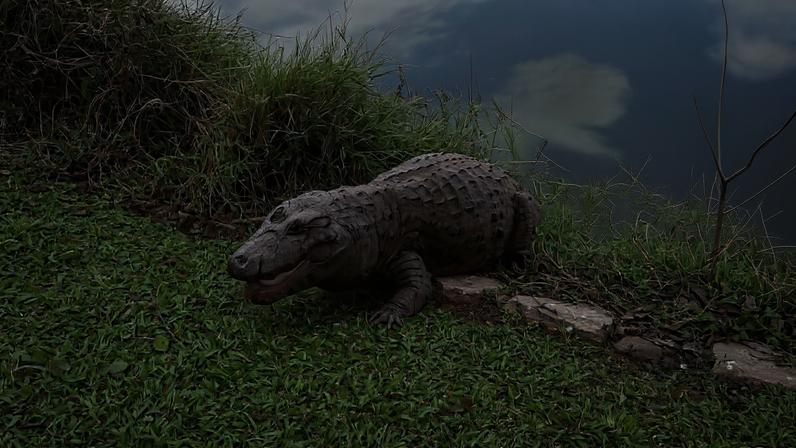 Imagem feita por um funcionário neste ano no momento em que o jacaré deixa o lago