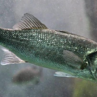 Impacto do aquecimento global na reprodução de peixes pode ser temporário