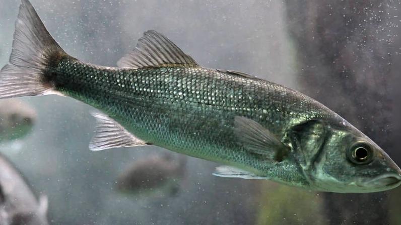 Peixe de corpo alongado e escamas prateadas com tonalidade esverdeada, nadando em água turva com fundo desfocado.
