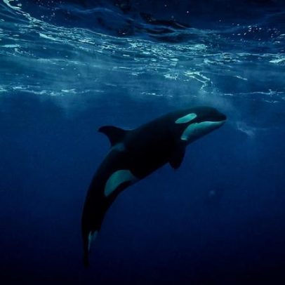 Turistas cercam orcas no México e na Noruega para nadar com os animais