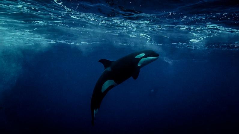 Uma orca na costa de Cabo San Lucas, Baja California Sur, no México