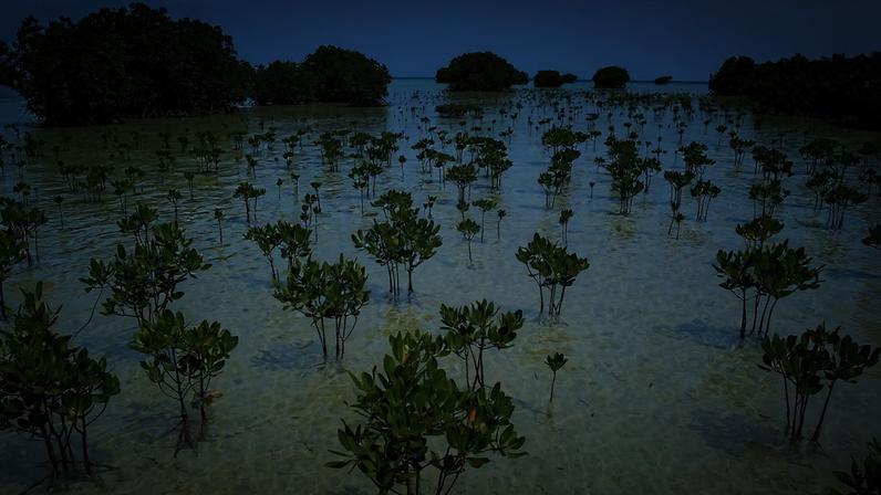 Árvores de mangue espalhadas pela água do mar rasa e clara, com conjuntos de árvores mais densos ao fundo