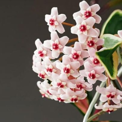 Guia prático para cultivar flor-de-cera em casa